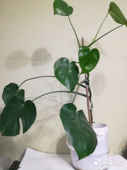 Комнатные растения Монстера