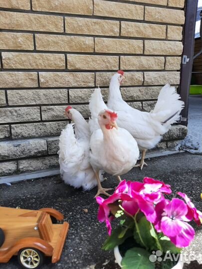 Куры молодые несушки без обмана