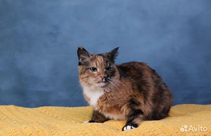 Ищет дом краспица кошка Цветана