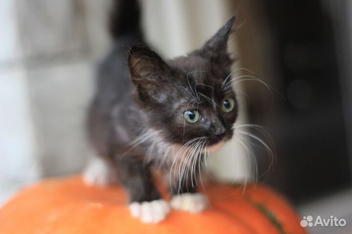 Котенок мальчик бесплатно