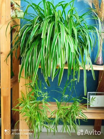 Хлорофитум детки