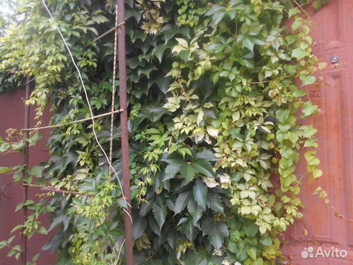 Девичий виноград Вичи