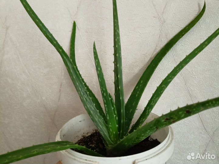 Суккуленты: хавортия, алоэ вера, толстянка