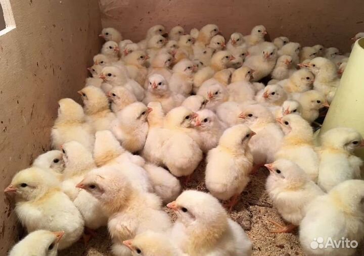 Цыплята бройлеров