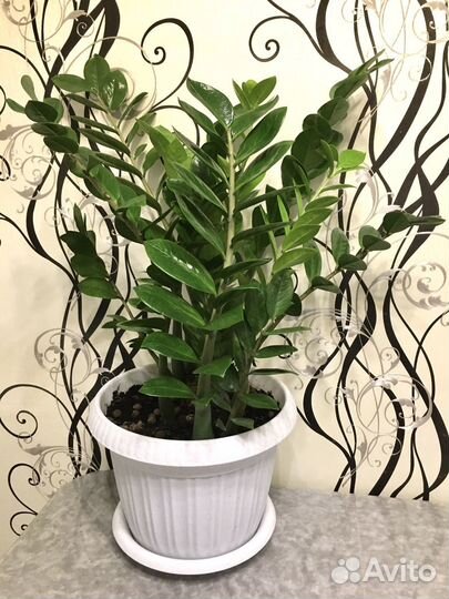 Замиокулькас