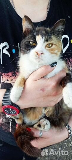 Отдам в добрые руки