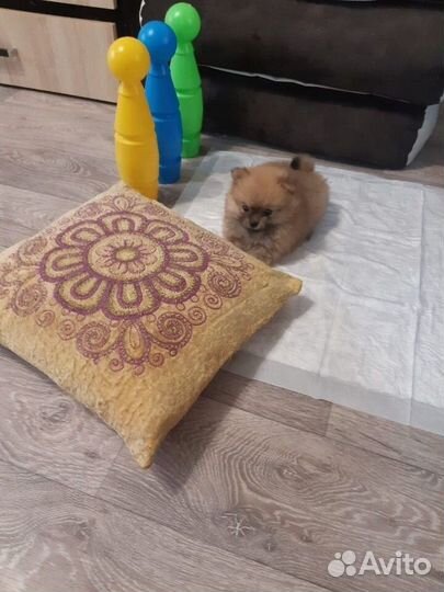 Щенки померанского шпица