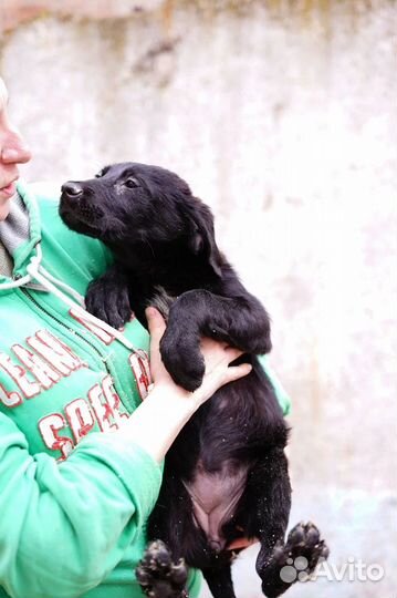 Щенок Блэкки