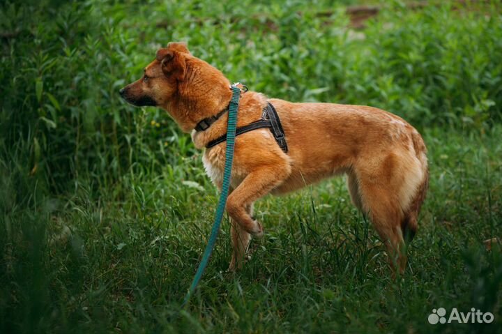 Маленькая рыжая бестия, собачка-лисичка