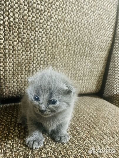 Шотландская