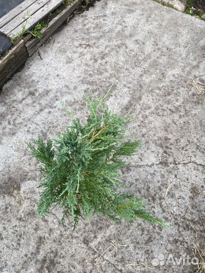 Можжевельник блю эрроу