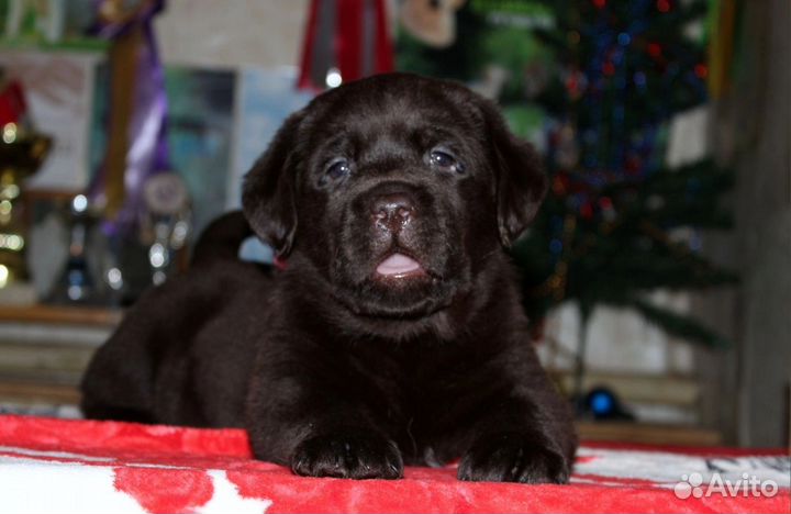 Шоколадные девочки лабрадор