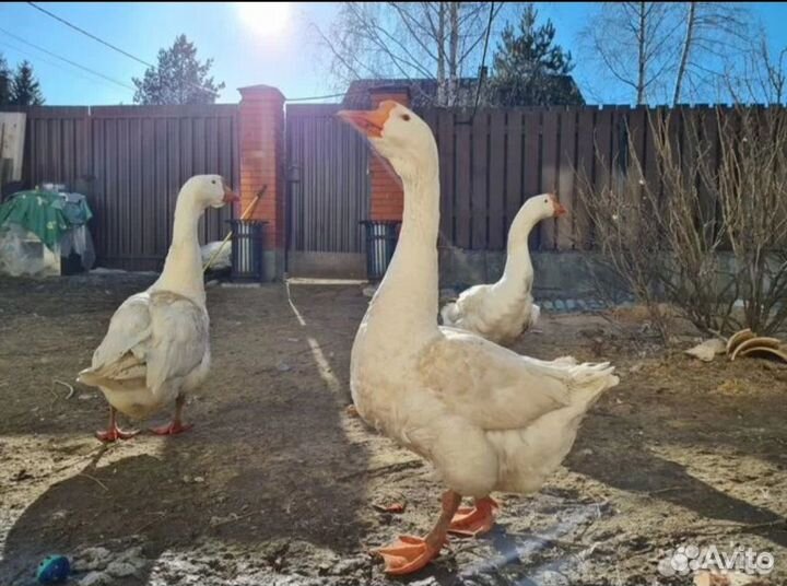 Гуси на племя