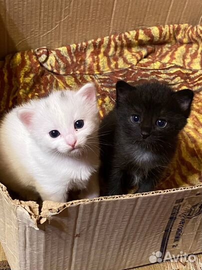 Котята кошки в добрые руки