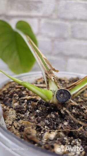 Монстера альба луна