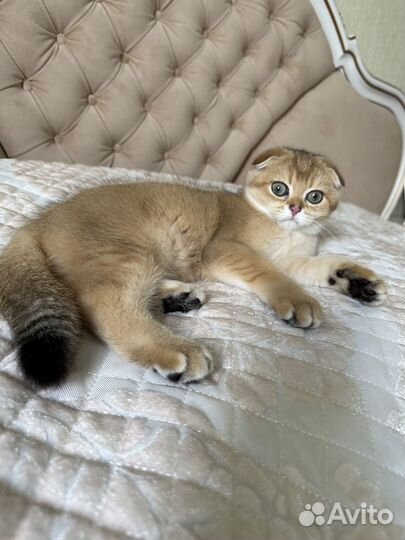 Шотландские котята золотая шиншилла