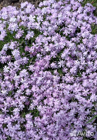 Многолетние цветы