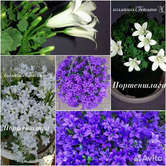 Кампанула (жених, невеста, любовник)