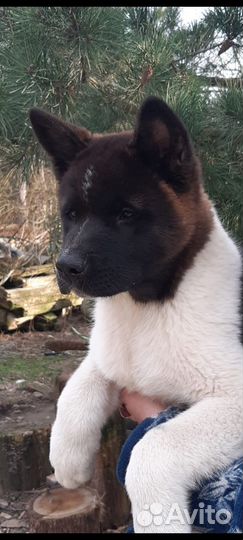 Щенки американской акиты