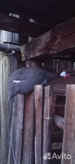 Цесарки мальчики