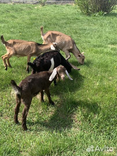 Козы,козлята англо-нубийские,зааненские