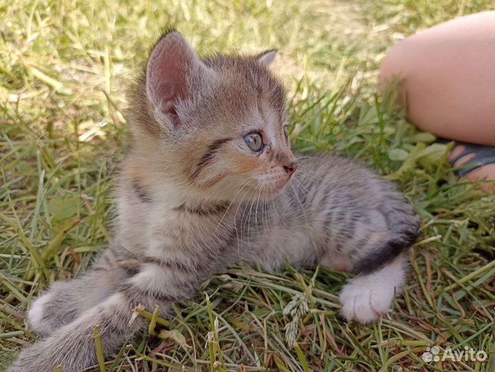 Кошки в добрые руки