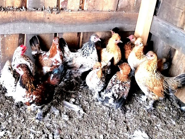 Куры бентамки