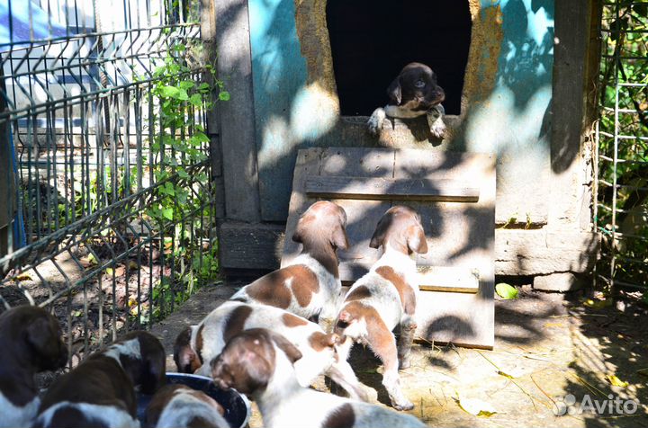 Щенки курцхаара