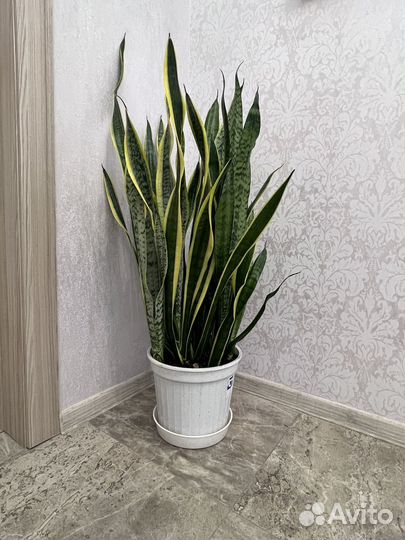 Сансевиерия (щучий хвост)