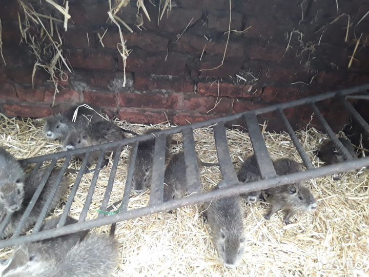 Нутрии малыши