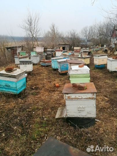 Пакеты пчел на высадку