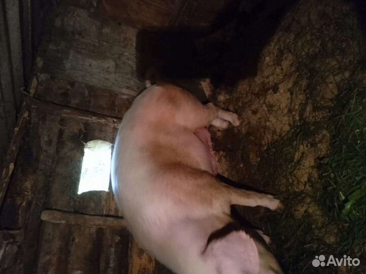 Поросенок ландрас