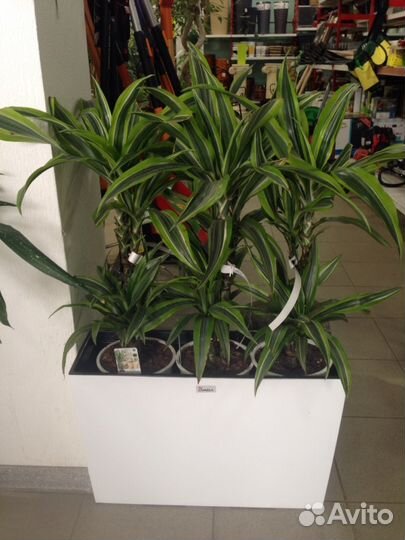 Растения для офиса