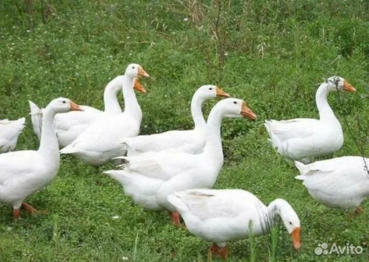 Гуси породы Линда