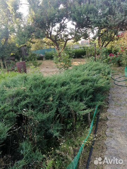 Можжевельник казацкий