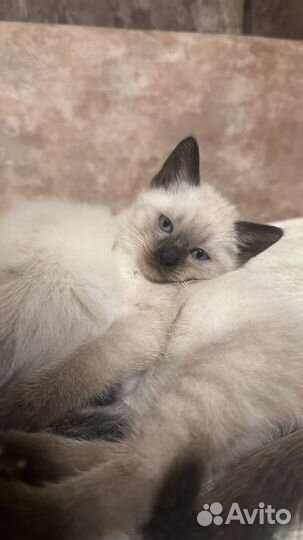 Невская маскарадная