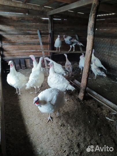 Мясо индюка, Идоутей