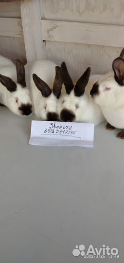 Калифорнийские кролики