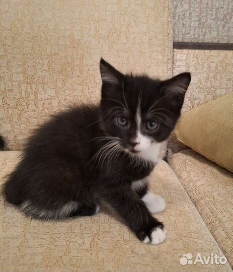 Продам котят