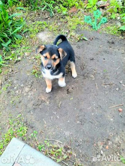 Замечательный щенок Джесси