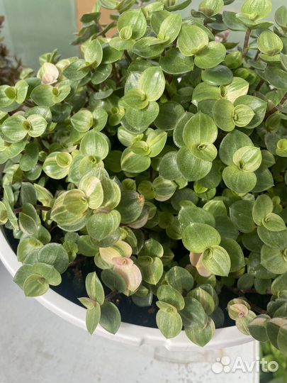 Каллизия еллоу вариегата