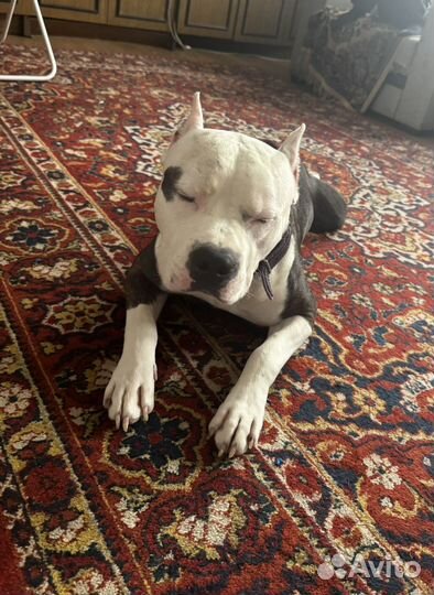 Стаффордширский терьер