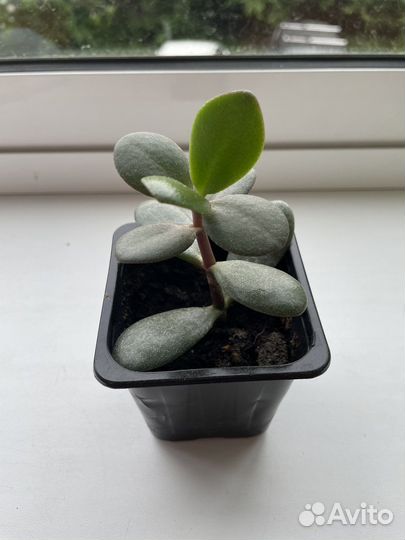 Денежное дерево (толстянка крассула)