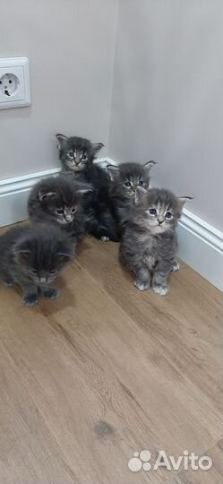Котята мейн-кун