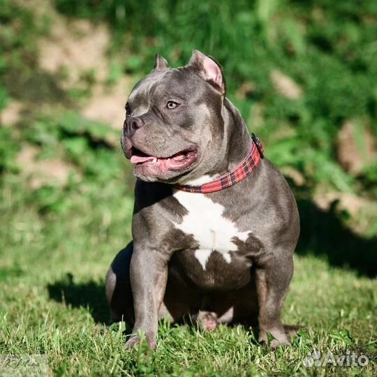 Американский булли вязка