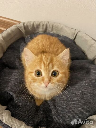 Девочка в добрые руки