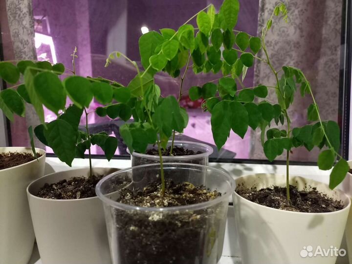 Карамбола, комнатное экзотическое растение