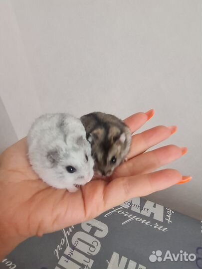 Джунгарский хомяк