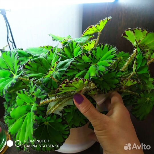 Бегония декоративно лиственная