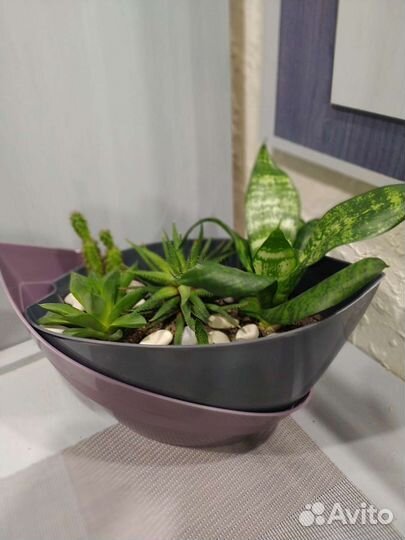 Комнатные цветы